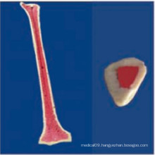 Human Skeleton Anatomic Model Medical Products (R010111)